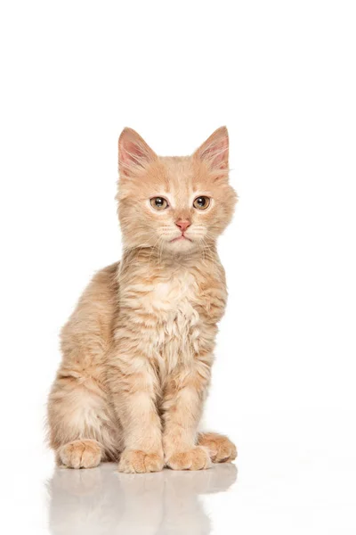 El gato sobre fondo blanco — Foto de Stock