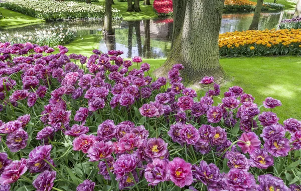Champ Tulipes Keukenhof Jardin Fleuri Lisse Pays Bas Hollande — Photo