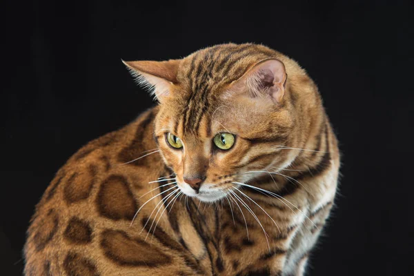 The gold Bengal Cat on black background — Stock Photo, Image