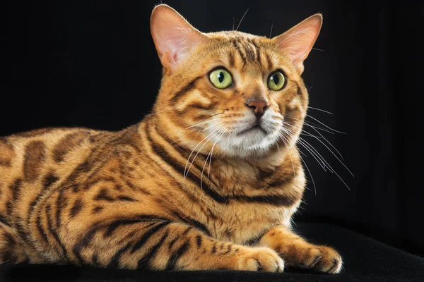 The gold Bengal Cat on black background — Stock Photo, Image