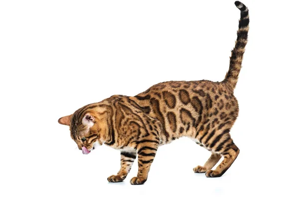 The gold Bengal Cat on white background — Stock Photo, Image