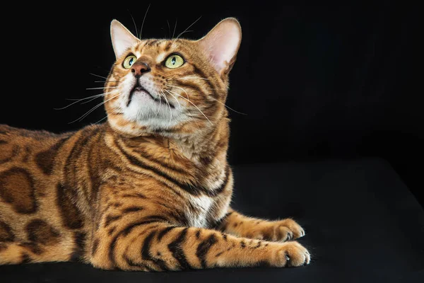 El gato de Bengala dorado sobre fondo negro — Foto de Stock