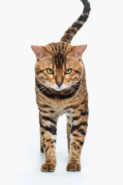 The gold Bengal Cat on white background — Stock Photo, Image