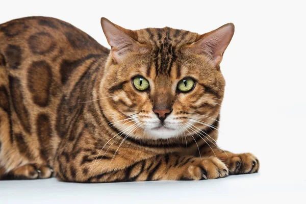 The gold Bengal Cat on white background — Stock Photo, Image