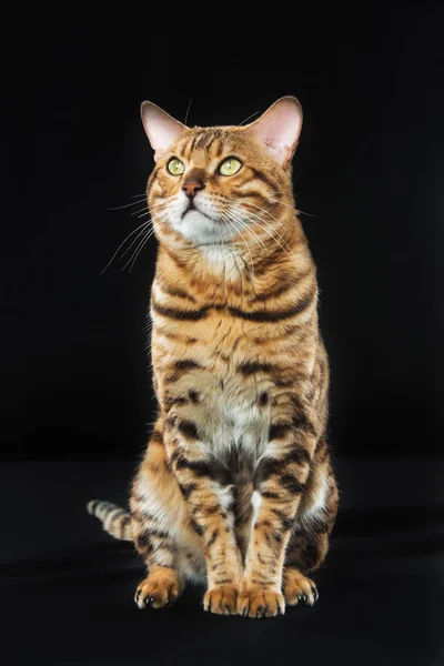 Le Chat Bengale doré sur fond noir — Photo