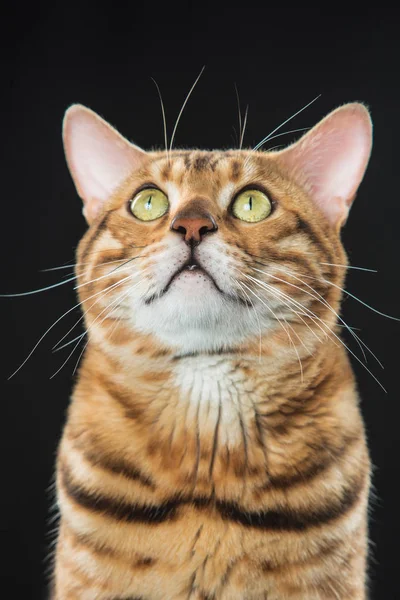 The gold Bengal Cat on black background — Stock Photo, Image