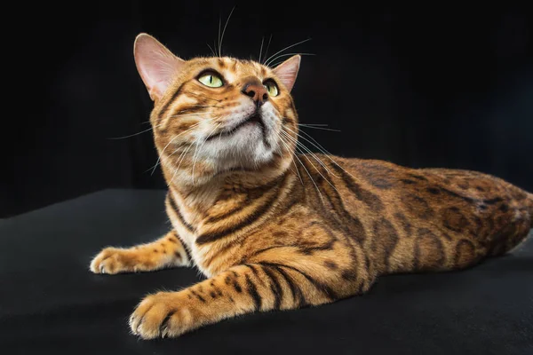 The gold Bengal Cat on black background — Stock Photo, Image