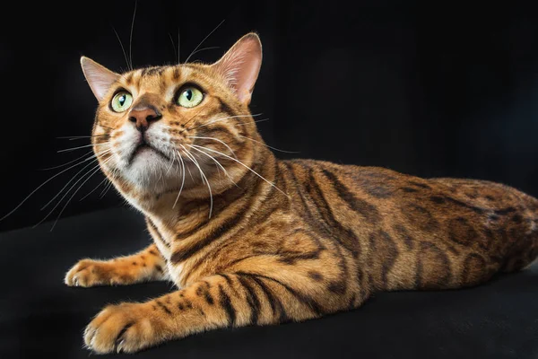 Le Chat Bengale doré sur fond noir — Photo