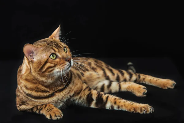 Guld Bengal katt på svart bakgrund — Stockfoto