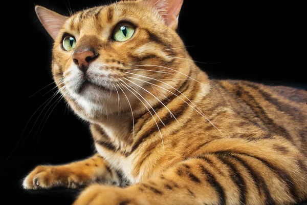 El gato de Bengala dorado sobre fondo negro — Foto de Stock