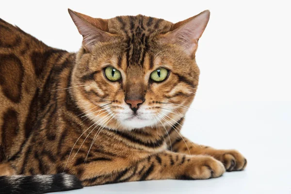 Il Gatto del Bengala d'oro su sfondo bianco — Foto Stock