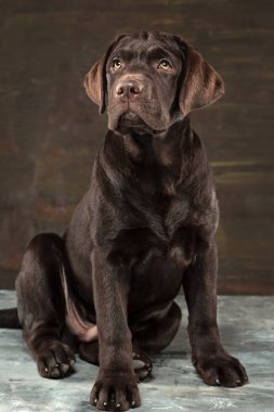 Karanlık bir zemine karşı alınan siyah Labrador köpek portresi.