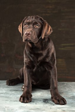 Karanlık bir zemine karşı alınan siyah Labrador köpek portresi.