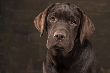 Karanlık bir zemine karşı alınan siyah Labrador köpek portresi.
