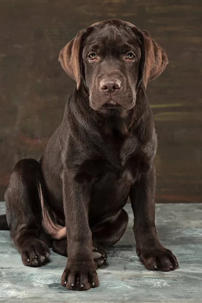 Het portret van een zwarte Labrador hond genomen tegen een donkere achtergrond. — Stockfoto