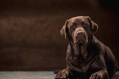 Karanlık bir zemine karşı alınan siyah Labrador köpek portresi.