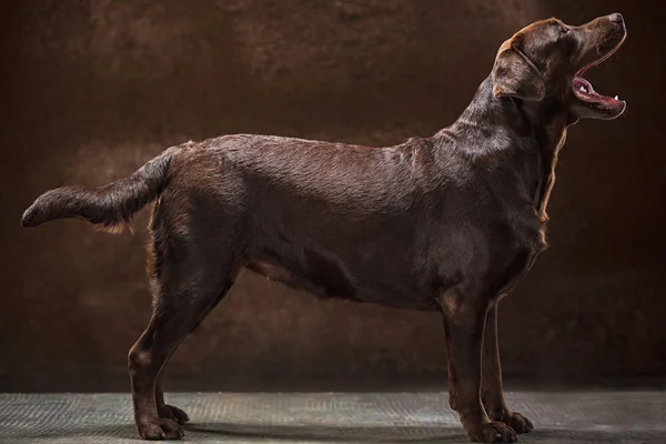 Portrét černý Labrador pes proti tmavé pozadí. — Stock fotografie