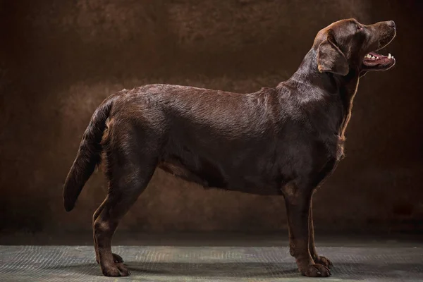 Karanlık bir zemine karşı alınan siyah Labrador köpek portresi. — Stok fotoğraf