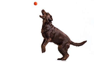 Beyaz izole topuyla oynayan siyah Labrador köpek