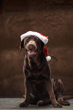 Hediyeler Noel Noel Baba şapkası ile oturan Siyah labrador retriever