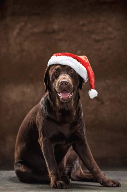 Hediyeler Noel Noel Baba şapkası ile oturan Siyah labrador retriever