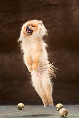 Spitz-köpek nötr bir arka plan üzerinde Studio