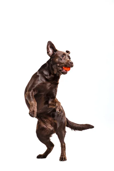 Το μαύρο σκυλί λαμπραντόρ παίζει με μπάλα που απομονώνονται σε λευκό — Φωτογραφία Αρχείου