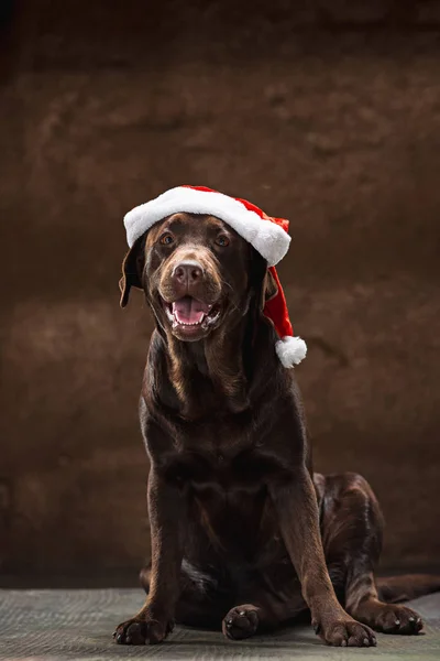 The black labrador retriever sitting with gifts on Christmas Santa hat — Stock Photo, Image