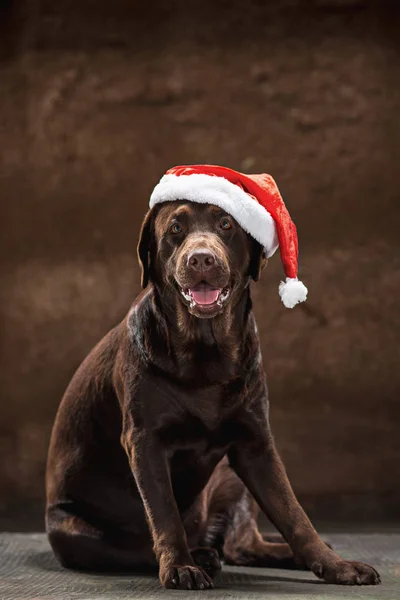 Czarny labrador pies myśliwski siedząc z prezenty na Boże Narodzenie Santa hat — Zdjęcie stockowe