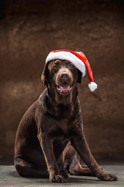 Hediyeler Noel Noel Baba şapkası ile oturan Siyah labrador retriever