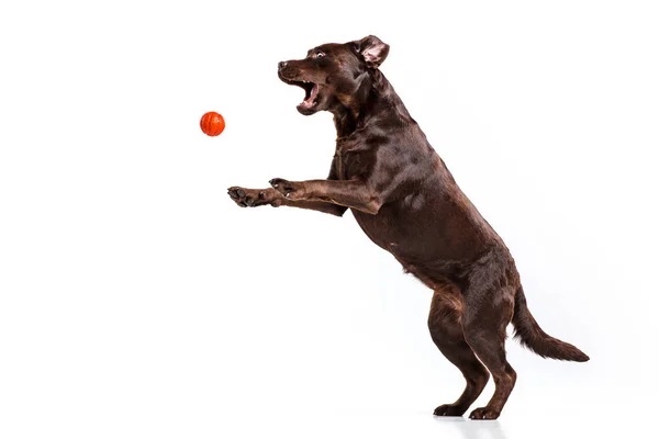 The black Labrador dog playing with ball isolated on white — Stock Photo, Image