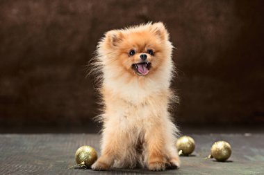 Spitz-köpek nötr bir arka plan üzerinde Studio