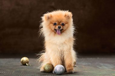 Spitz-köpek nötr bir arka plan üzerinde Studio