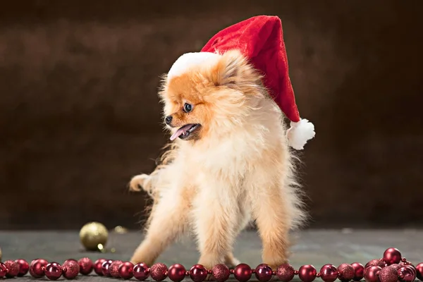 Spitz-dog in studio on a neutral background — Stock Photo, Image