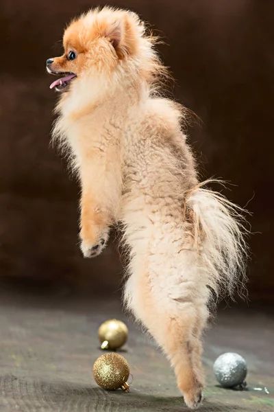 Spitz-köpek nötr bir arka plan üzerinde Studio