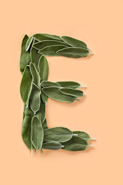 Písmeno E vyrobených ze zelených lístků šalvěje — Stock fotografie