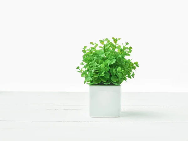 鍋に緑の植物 — ストック写真