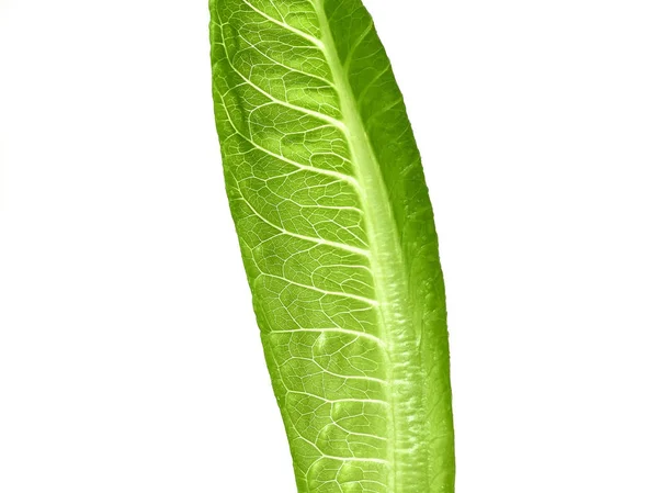 白底生菜绿叶沙拉 — 图库照片