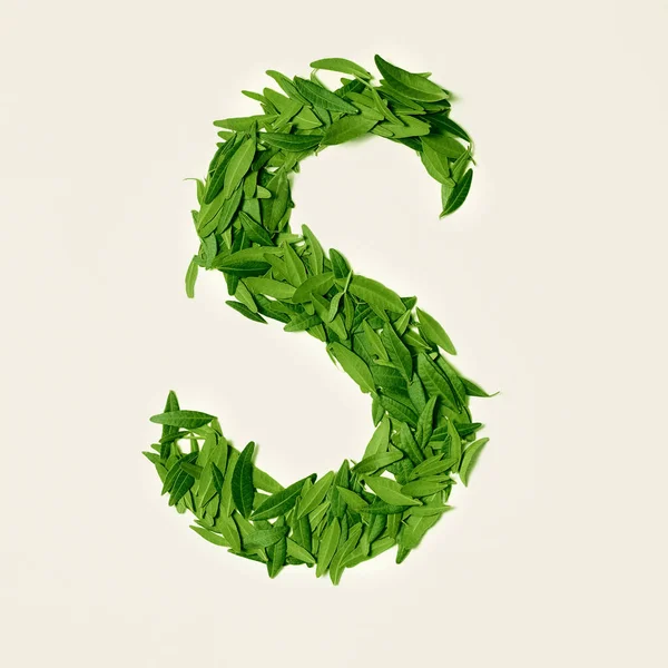 The green dry tea leaf, letter S on white background, top view — Stock Photo, Image