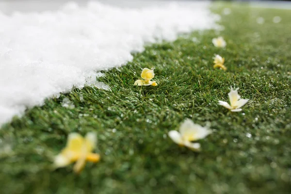 Incontro Neve Bianca Erba Verde Con Fiori Vicino Tra Inverno — Foto Stock