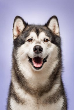 Alaskan Malamute, 2 yaşında, Lila arka plan önünde oturan