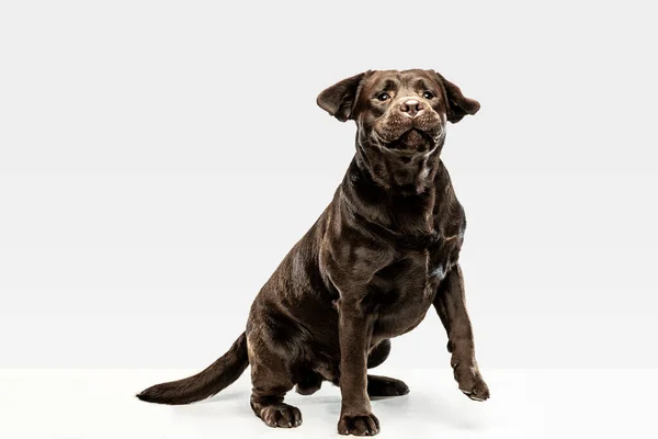 Шоколадний лабрадор ретриверний собака в студії. Внутрішній знімок молодого улюбленця . — стокове фото