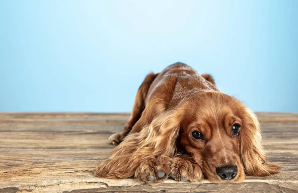 Studio strzał z angielskiego Cocker spaniel psa na białym tle Blue Studio — Zdjęcie stockowe