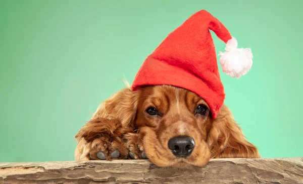 Estúdio tiro de Inglês cocker spaniel cão isolado no fundo do estúdio verde — Fotografia de Stock