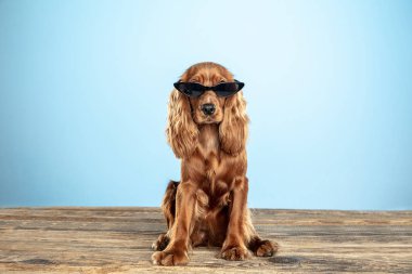 Mavi stüdyo arka plan izole İngilizce cocker spaniel köpek Stüdyo çekim