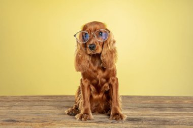 Sarı stüdyo arka planında izole edilmiş İngiliz cocker spaniel köpeğinin stüdyo çekimi.