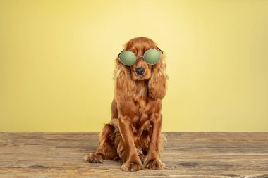 Sarı stüdyo arka planında izole edilmiş İngiliz cocker spaniel köpeğinin stüdyo çekimi.