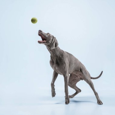 Weimaraner Dog 'un stüdyo görüntüsü mavi stüdyoda izole edilmiş.