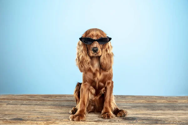 Mavi stüdyo arka plan izole İngilizce cocker spaniel köpek Stüdyo çekim — Stok fotoğraf