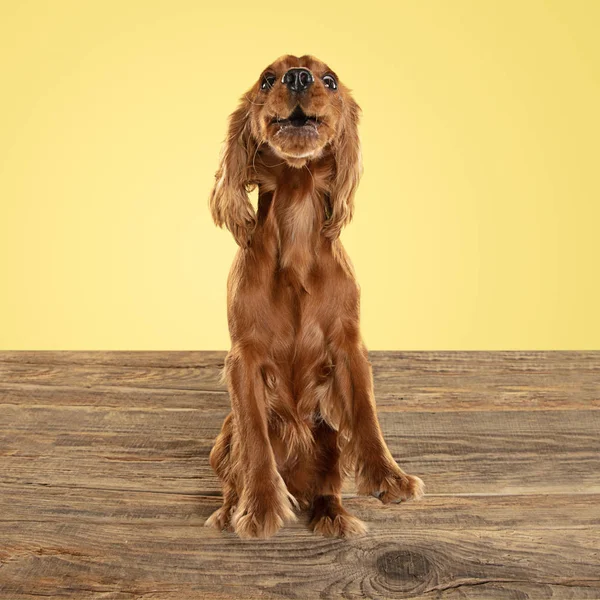 Studio shot van Engels cocker spaniel hond geïsoleerd op gele studio achtergrond — Stockfoto